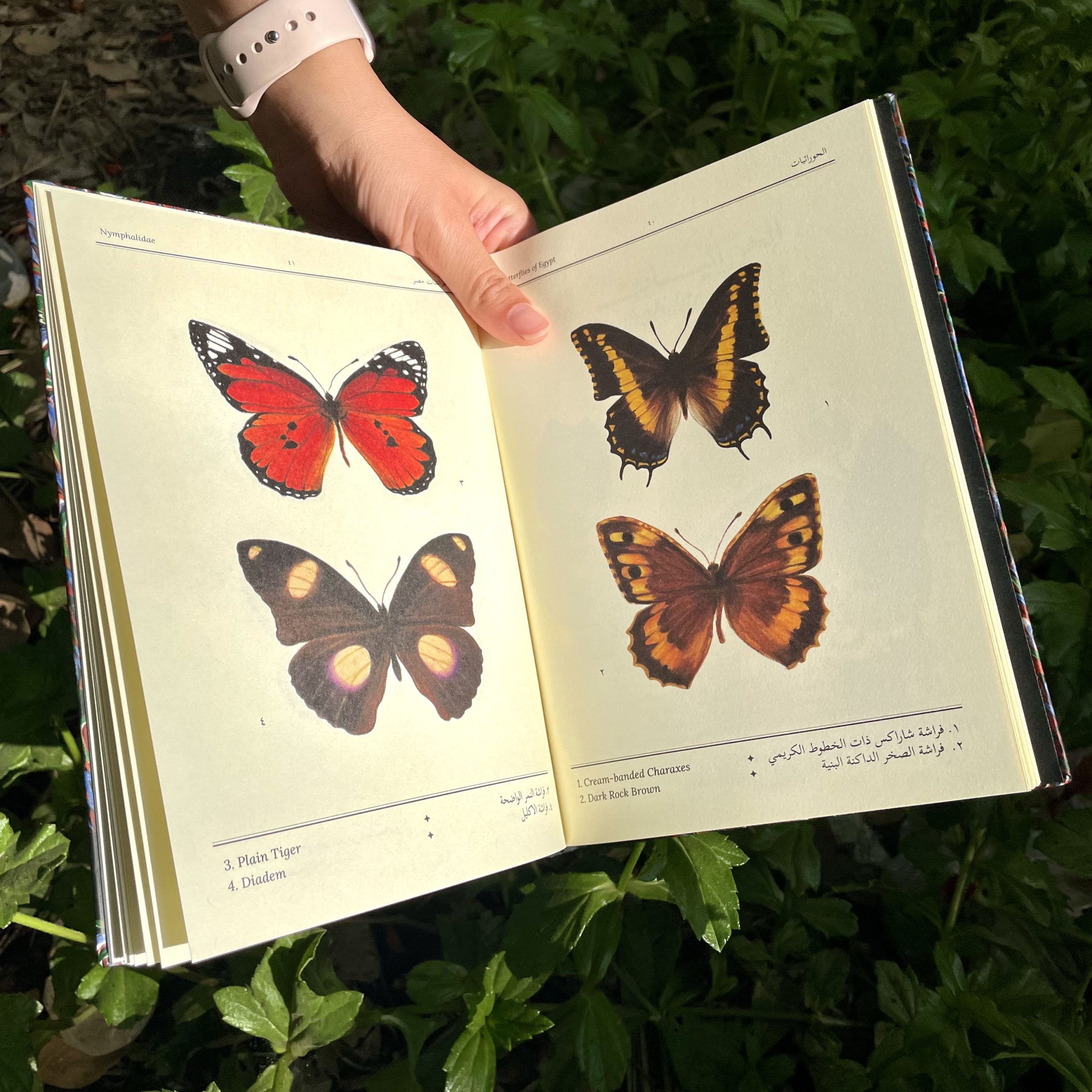 Butterflies of Egypt